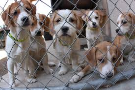 Adopting a Shelter Pet and Fostering Pet Tips